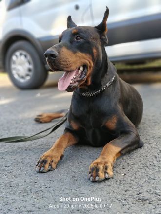 Dobermann Welpen - Champion Blutlinie - geimpft - 1500€