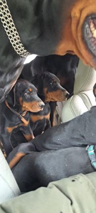 Dobermann Welpen - Champion Blutlinie - geimpft - 1500€