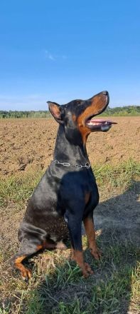 Dobermann Welpen - Champion Blutlinie - geimpft - 1500€