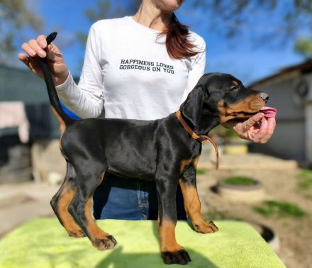 Dobermann Welpen - Champion Blutlinie - geimpft - 1500€