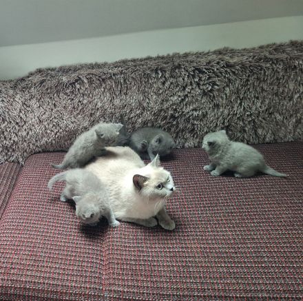 Britisch kurzhaar kitten zu verkaufen