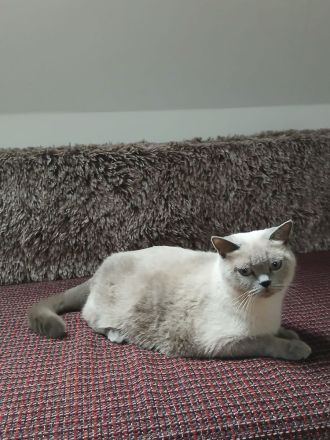 Britisch kurzhaar kitten zu verkaufen