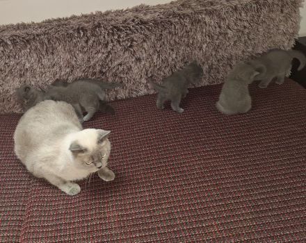 Britisch kurzhaar kitten zu verkaufen