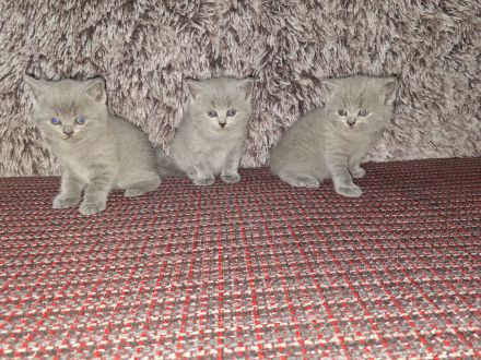 Britisch kurzhaar kitten zu verkaufen