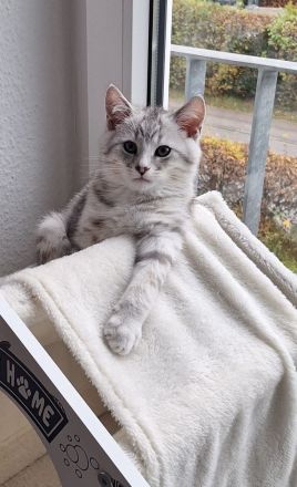 2 Katzen, reinrassig, männlich weiblich