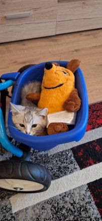 2 Katzen, reinrassig, männlich weiblich