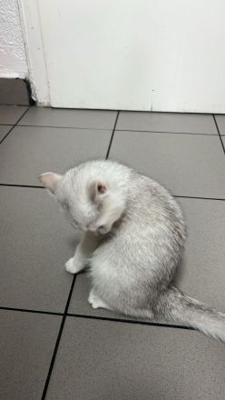 2 Katzen, reinrassig, männlich weiblich