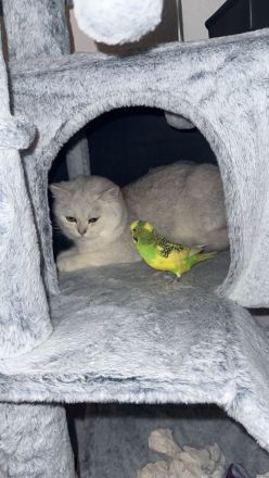 2 Katzen, reinrassig, männlich weiblich