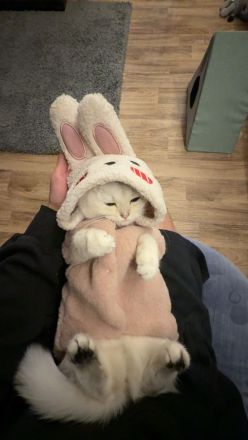 2 Katzen, reinrassig, männlich weiblich