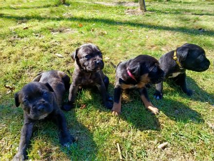 Cane Corso Italiano Welpen