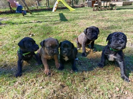 Cane Corso Italiano Welpen