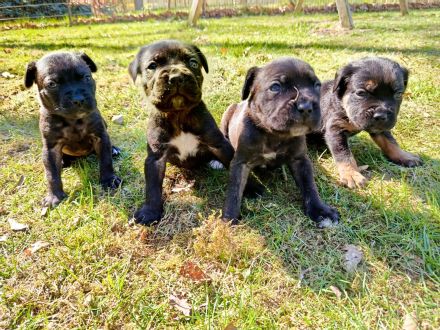 Cane Corso Italiano Welpen