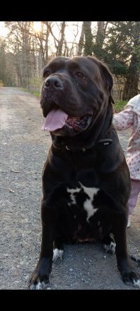 Cane Corso Italiano Welpen