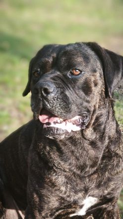 Cane Corso Italiano Welpen