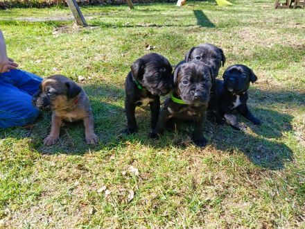 Cane Corso Italiano Welpen