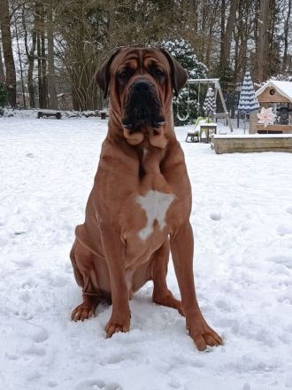 Cane Corso Italiano Welpen