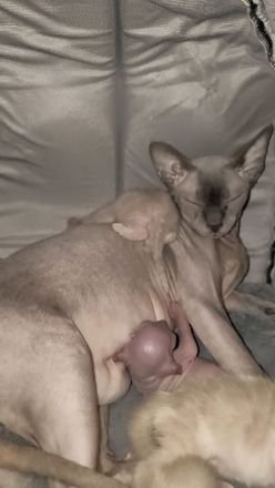 Sphynx-Kater