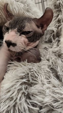 Sphynx-Kater