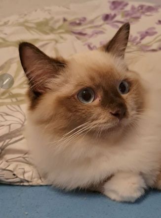 GroBe reinrassige Ragdoll Kitten mit sehr gutem Stammbaum suchen ein neues Zuhause