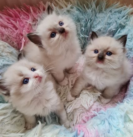 GroBe reinrassige Ragdoll Kitten mit sehr gutem Stammbaum suchen ein neues Zuhause