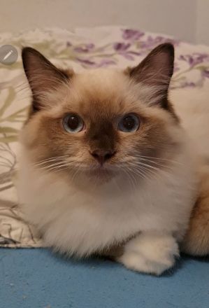 GroBe reinrassige Ragdoll Kitten mit sehr gutem Stammbaum suchen ein neues Zuhause