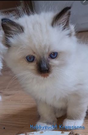 GroBe reinrassige Ragdoll Kitten mit sehr gutem Stammbaum suchen ein neues Zuhause