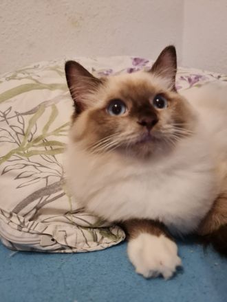 GroBe reinrassige Ragdoll Kitten mit sehr gutem Stammbaum suchen ein neues Zuhause