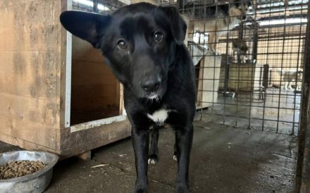 Django - sensibel und anhänglich