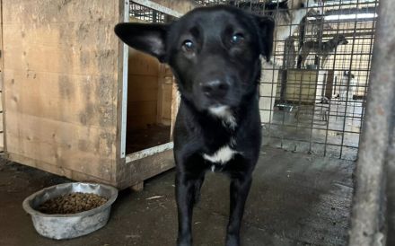 Django - sensibel und anhänglich