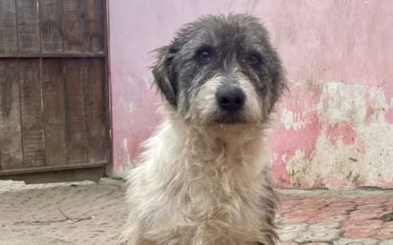 Zuhause gesucht für Lori