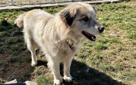 Freies Körbchen gesucht für Bernie