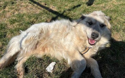 Freies Körbchen gesucht für Bernie