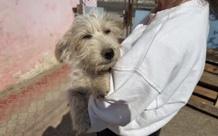 Keks - süß und lebhaft