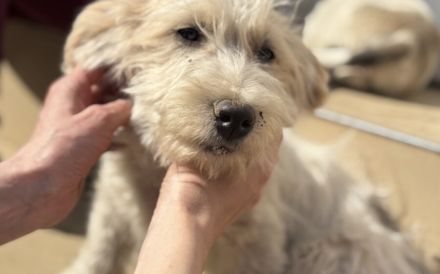 Keks - süß und lebhaft