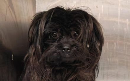 Elan sucht sein Zuhause