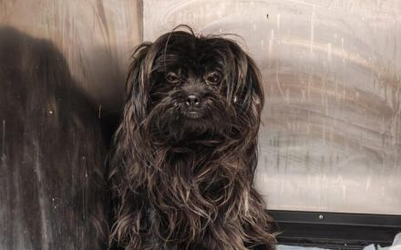 Elan sucht sein Zuhause