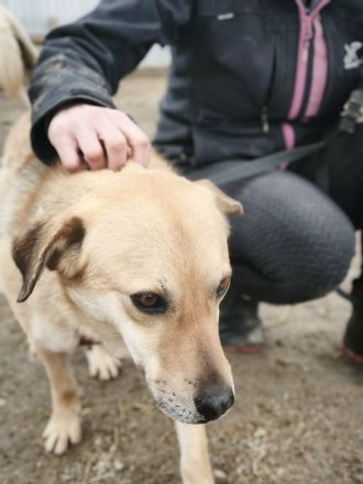 Pumba sucht sein Für-immer-Zuhause