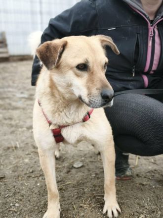 Pumba sucht sein Für-immer-Zuhause