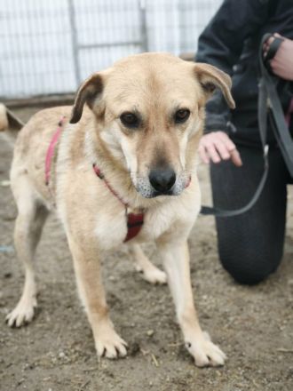 Pumba sucht sein Für-immer-Zuhause