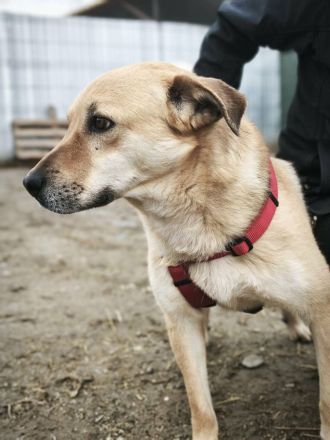 Pumba sucht sein Für-immer-Zuhause