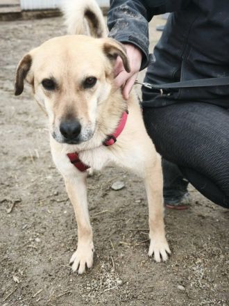 Pumba sucht sein Für-immer-Zuhause