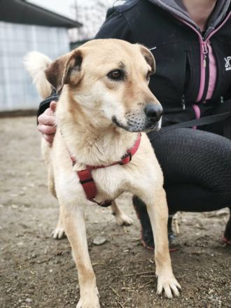 Pumba sucht sein Für-immer-Zuhause