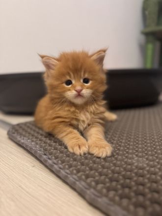 Reinrassige Maine Coon Kitten