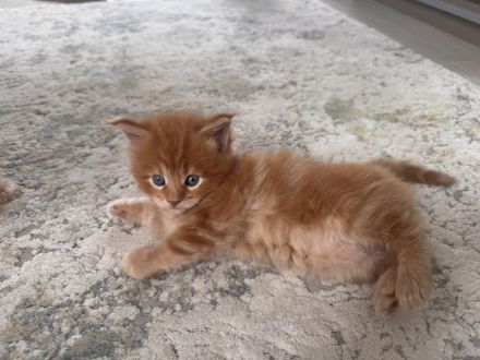 Reinrassige Maine Coon Kitten