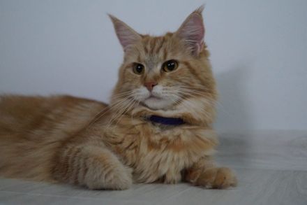 Reinrassige Maine Coon Kitten