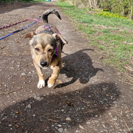 Mary auf Pflegestelle in 99441 Magdala sucht ihr Für-immer-Zuhause