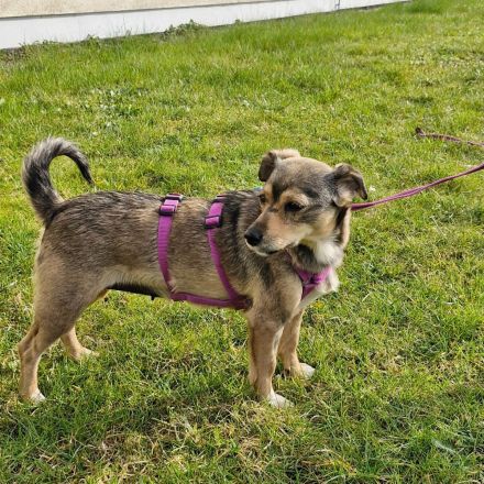 Mary auf Pflegestelle in 99441 Magdala sucht ihr Für-immer-Zuhause