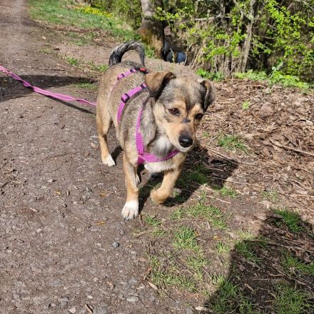 Mary auf Pflegestelle in 99441 Magdala sucht ihr Für-immer-Zuhause