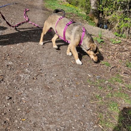 Mary auf Pflegestelle in 99441 Magdala sucht ihr Für-immer-Zuhause