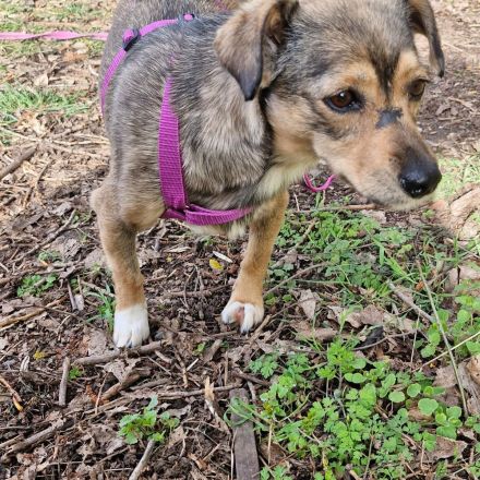 Mary auf Pflegestelle in 99441 Magdala sucht ihr Für-immer-Zuhause